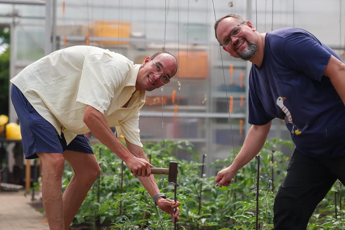 Zwei Männer richten gemeinsam lachend die Tomatenpflanzen im Gewächshaus