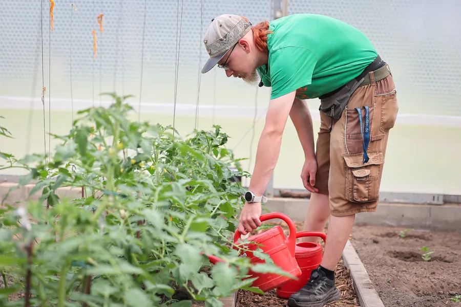 Mitarbeiter gießt Tomatenpflanzen im Gewächshaus