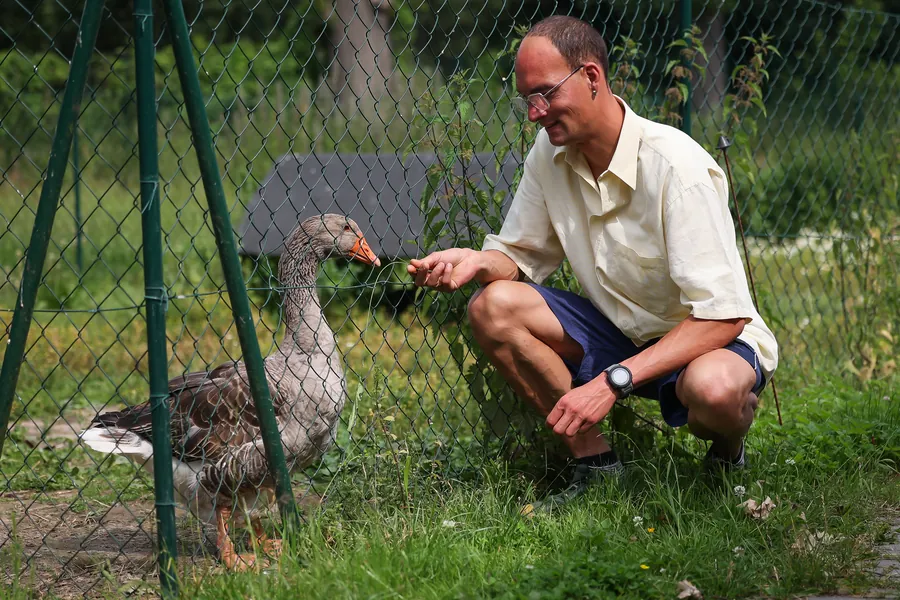 Mitarbeiter füttert eine Gans am Gehege